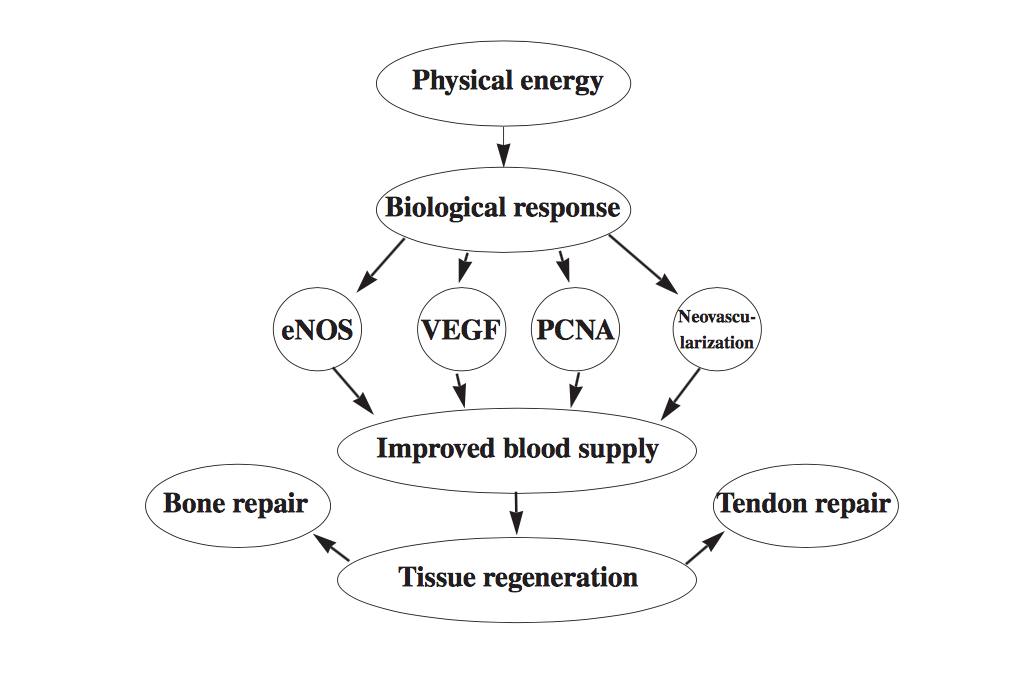 biological cascade due to acoustic sound waves